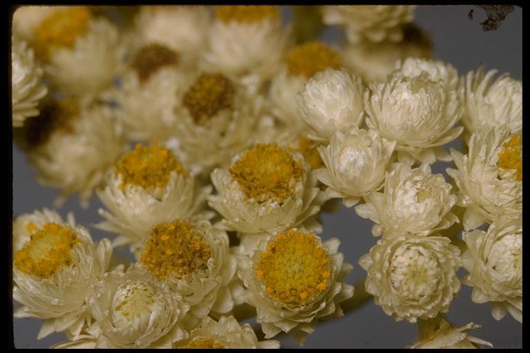 Image of Pearly Everlasting