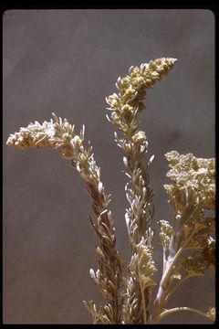 Image of beach wormwood