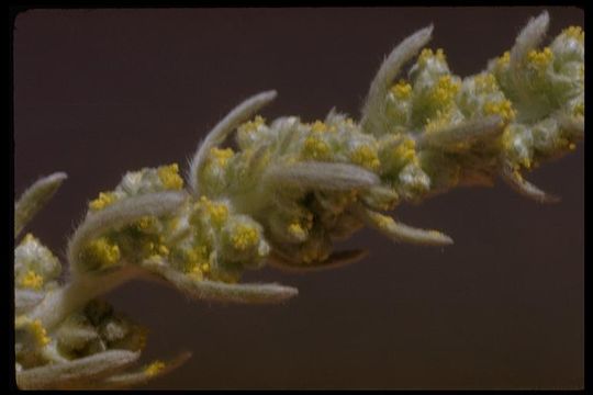 Image of beach wormwood