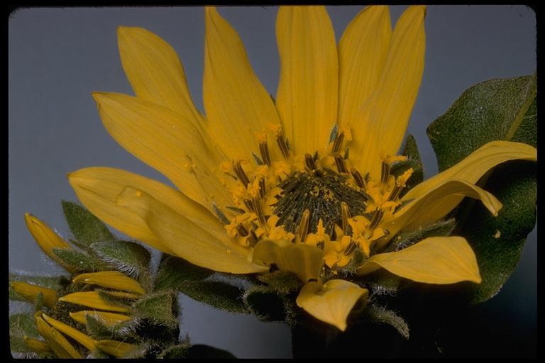 Wyethia angustifolia (DC.) Nutt. resmi