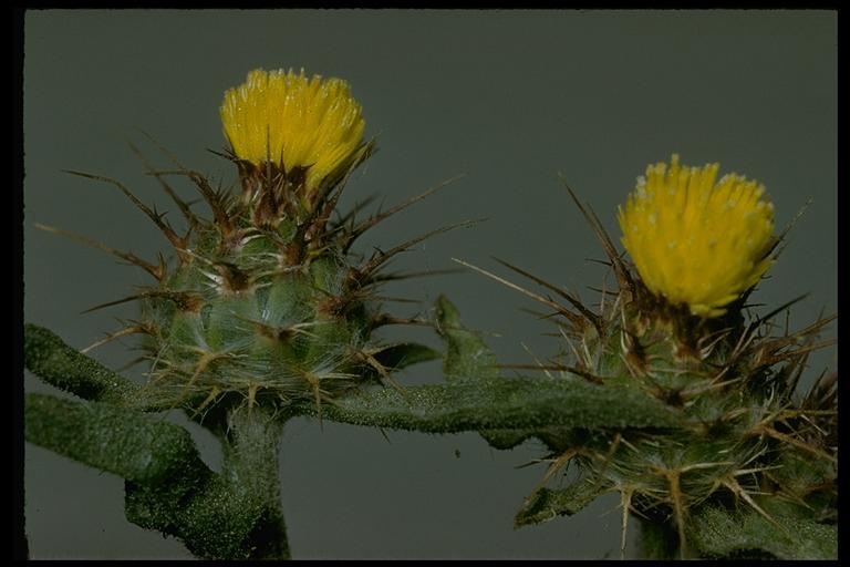 Imagem de Centaurea melitensis L.