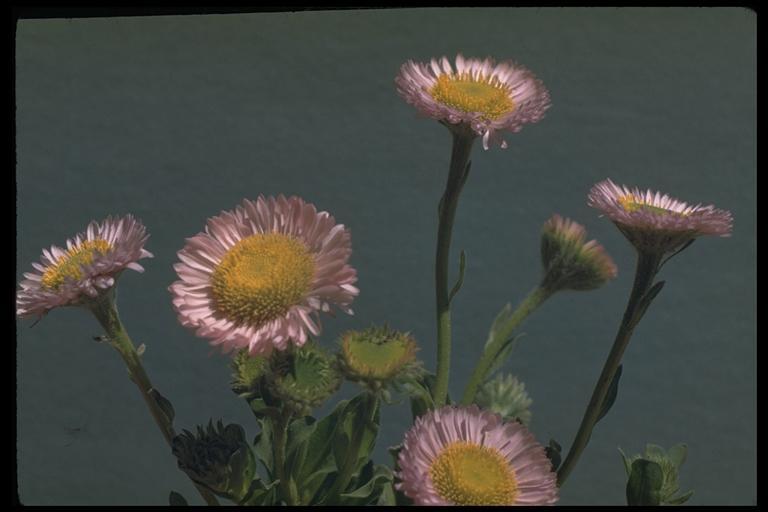 Image of seaside fleabane