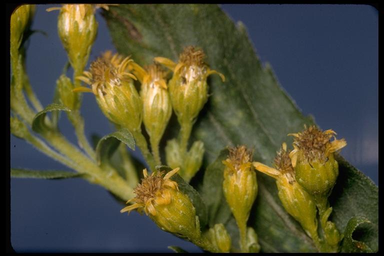 Image of <i>Solidago lepida</i> var. <i>salebrosa</i>