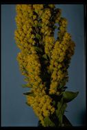 Image of <i>Solidago lepida</i> var. <i>salebrosa</i>