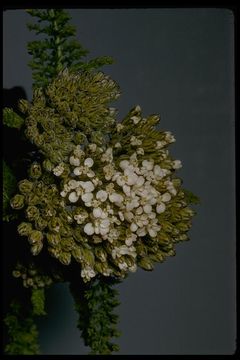 Image of yarrow, milfoil