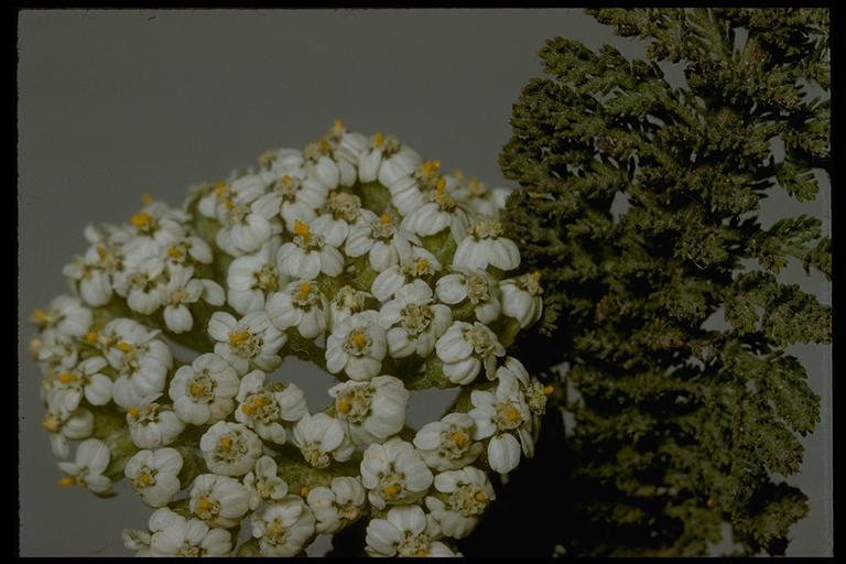 Image of yarrow, milfoil