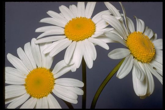 Image of Oxeye Daisy