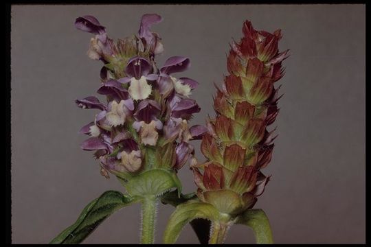 Image of common selfheal