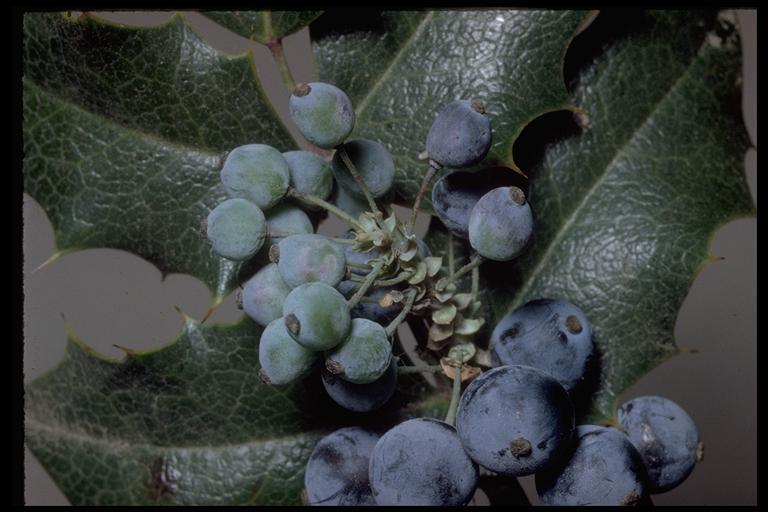 صورة <i>Berberis aquifolium</i> var. <i>repens</i>