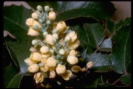 Image of <i>Berberis aquifolium</i> var. <i>dictyota</i>