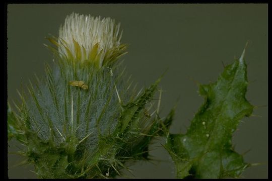 Image of clustered thistle