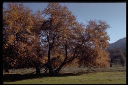 Image of California sycamore