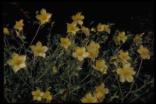 Image of Lindley's blazingstar