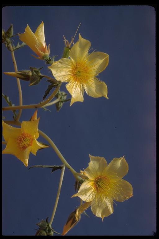 Image of Lindley's blazingstar