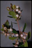 Image of glossyleaf manzanita