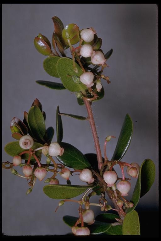 Image of glossyleaf manzanita