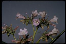 Eriodictyon californicum (Hook. & Arn.) Greene resmi