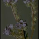 Phacelia breweri A. Gray resmi