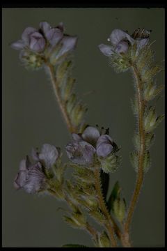 Imagem de Phacelia breweri A. Gray