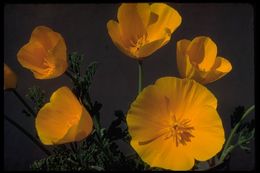 Imagem de Eschscholzia californica Cham.