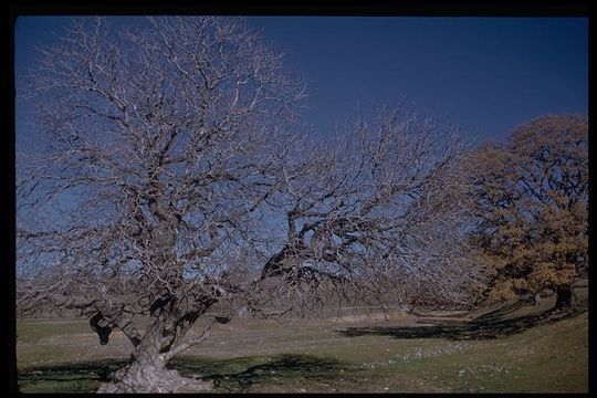 Aesculus californica (Spach) Nutt. resmi