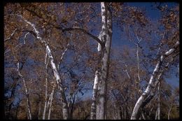 Image of California sycamore