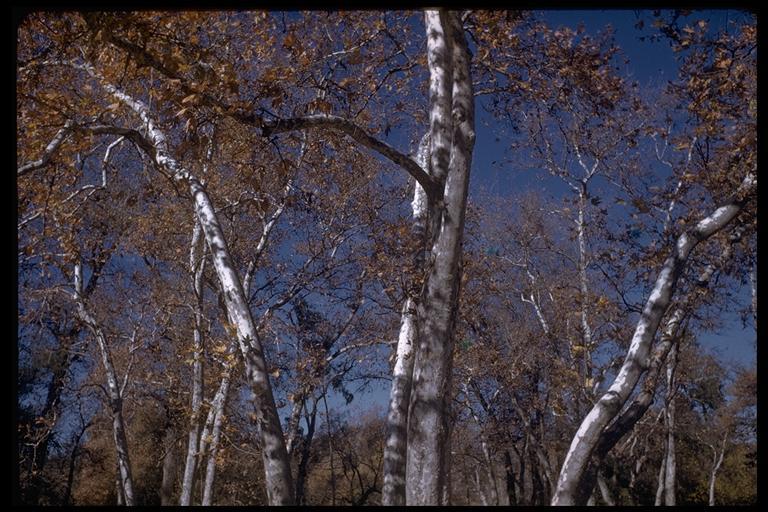 Image of California sycamore