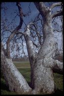 Image of California sycamore