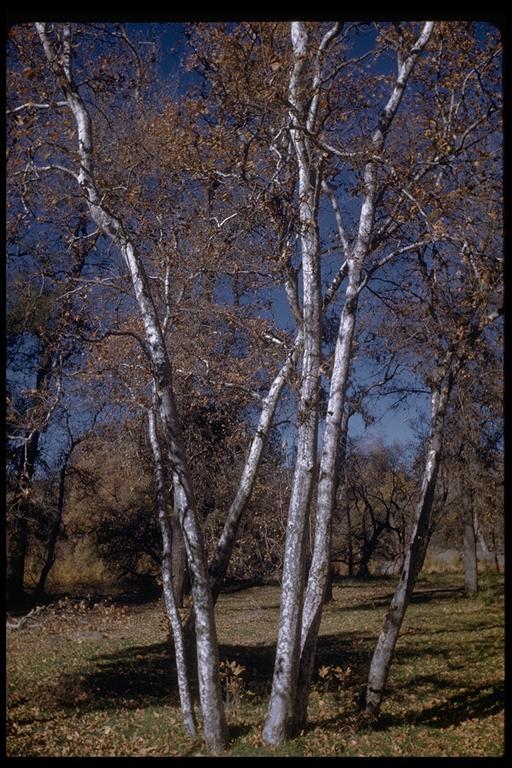 Image of California sycamore