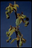 Image of California sycamore