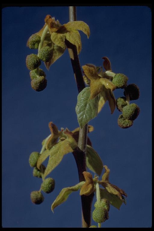 Image of California sycamore