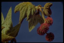 Image of California sycamore