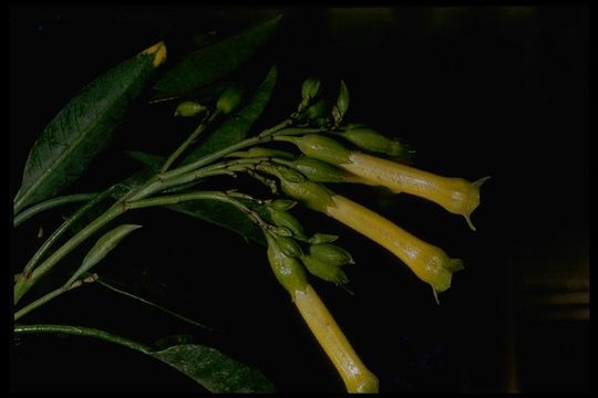 Image of tree tobacco