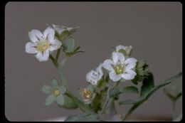 Image of white fiestaflower