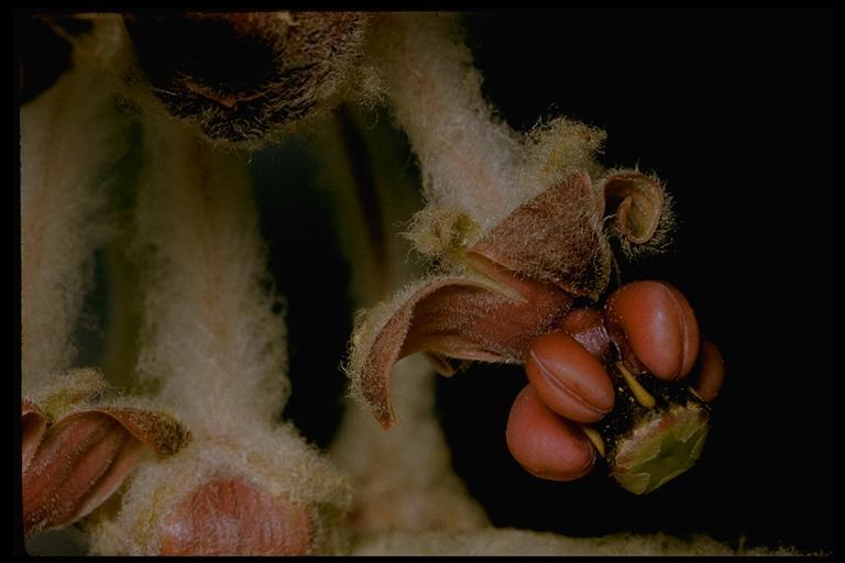 Imagem de Asclepias californica Greene