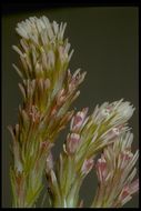 Image of denseflower Indian paintbrush