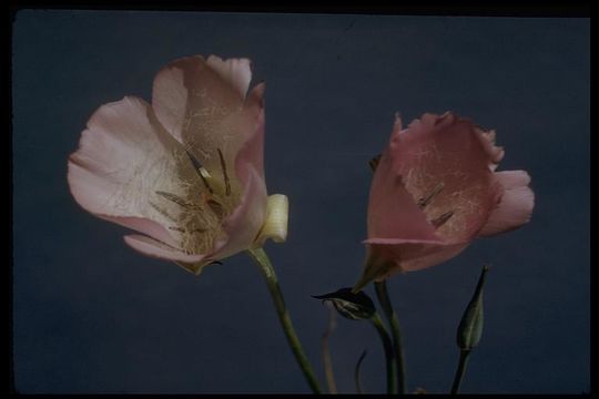 Image of splendid mariposa lily