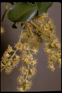 Image of hollyleaf cherry