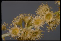 Image de Prunus ilicifolia (Nutt. ex Hook. & Arn.) D. Dietr.