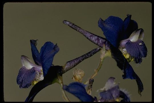 Image of royal larkspur