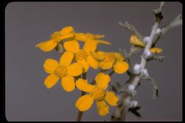 Image of golden-yarrow