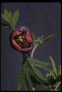 Image of California peony