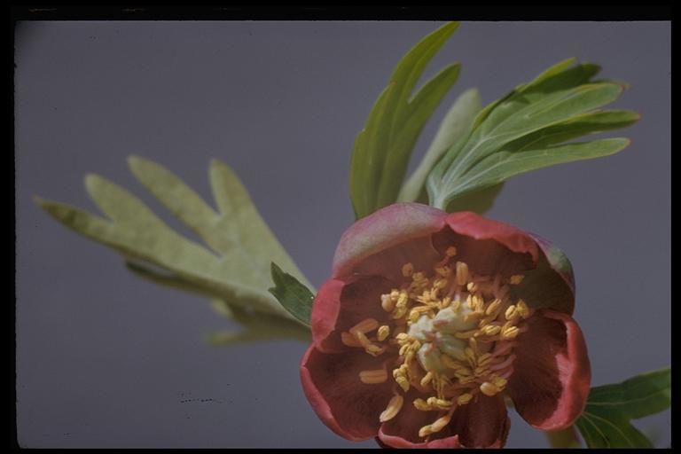 Image of California peony