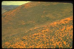 Imagem de Eschscholzia californica Cham.