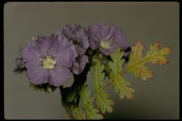 Phacelia ciliata Benth.的圖片