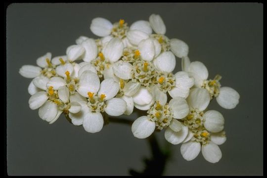 Image of yarrow, milfoil