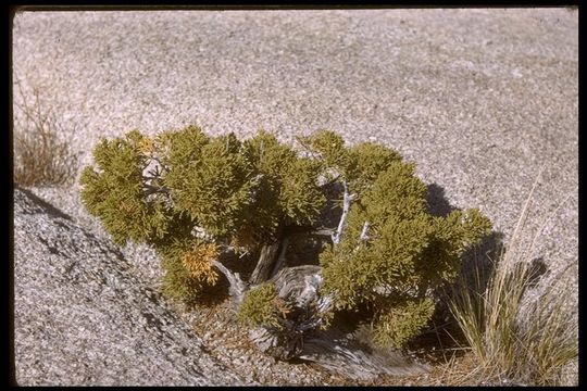 Imagem de Juniperus californica Carrière