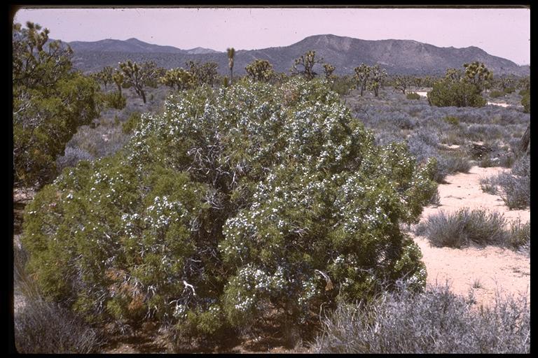 Imagem de Juniperus californica Carrière