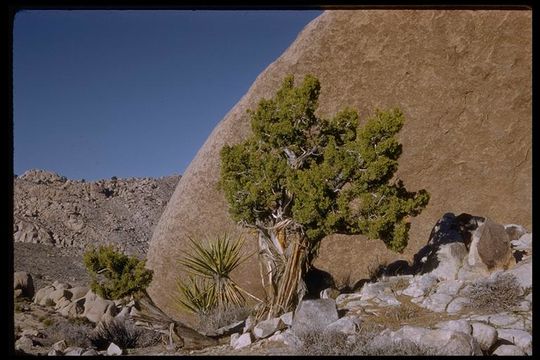 Imagem de Juniperus californica Carrière