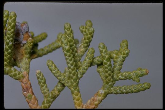 Sivun Juniperus californica Carrière kuva